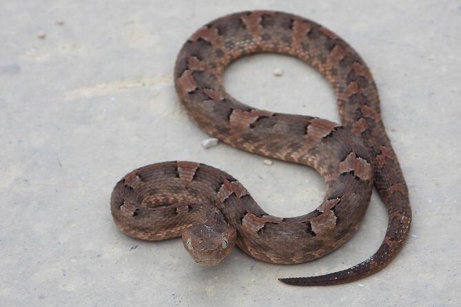 Tour Herpetologico - Practical Details and Considerations