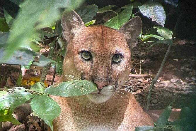 Tour in Corcovado National Park San Pedrillo Station - Final Thoughts: Is This Tour Right for You?
