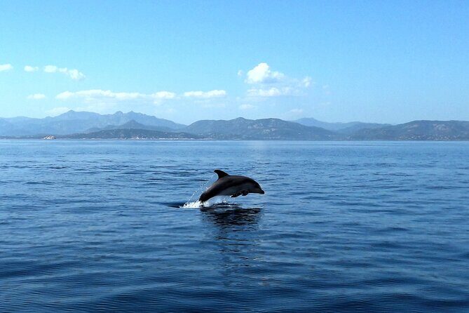 Tour in rubber dinghy and snorkeling in the Protected Marine Area of Tavolara - Who Is This Tour Best For?
