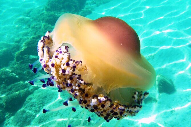 Tour in rubber dinghy and snorkeling in the Protected Marine Area of Tavolara - Final Thoughts