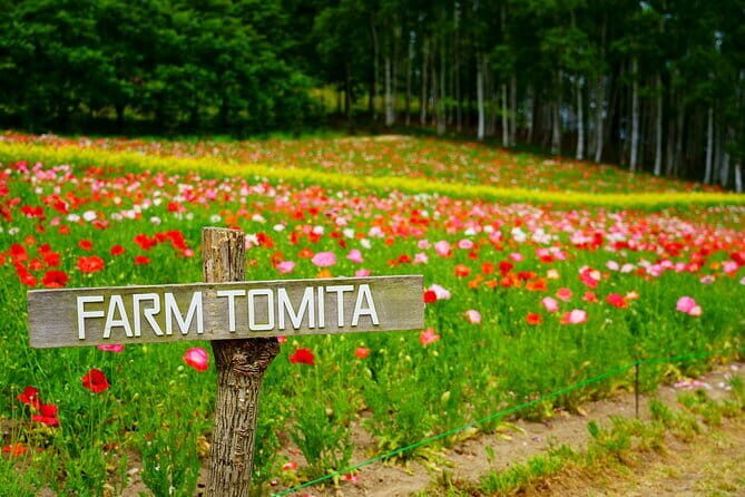 Tour in Sapporo Shrine, Fish Market and Shiroi Koibito Park - FAQ