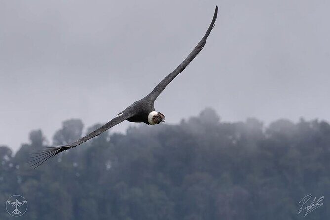 Tour in the Cocora Valley short - The Experience on the Ground