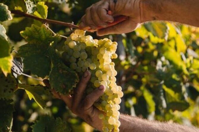 Tour in the Prosecco Hills Tour from Padua - Who Will Love This Tour?