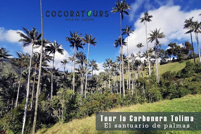 Tour La Carbonera. A large forest of Palmas de Cera - An Authentic Walk Through Colombia’s Tallest Palms