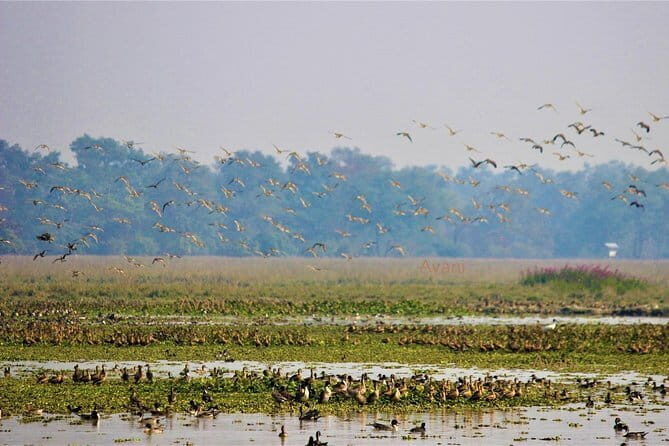 Tour of Pobitora Wildlife Sanctuary from Guwahati with Safari, Lunch and Guide - FAQ