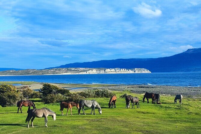 Tour of Puerto Almanza and Punta Paraná in Ushuaia - FAQs
