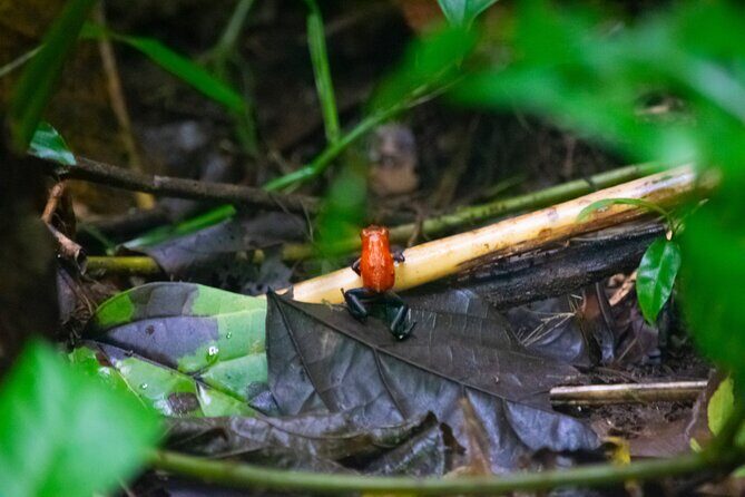 Tour of sloths, exotic birds, frogs. - The Sum Up