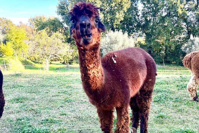Tour of the Alpacas and the pigs of Cinta Senese in Montepulciano - A Unique Taste of Tuscany: Alpacas and Cinta Senese Pigs Near Montepulciano
