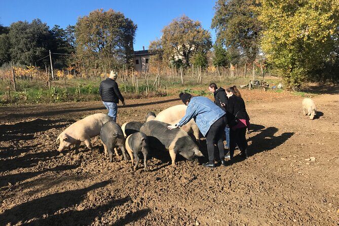 Tour of the Alpacas and the pigs of Cinta Senese in Montepulciano - Exploring the Tuscan Countryside: A Closer Look at the Tour
