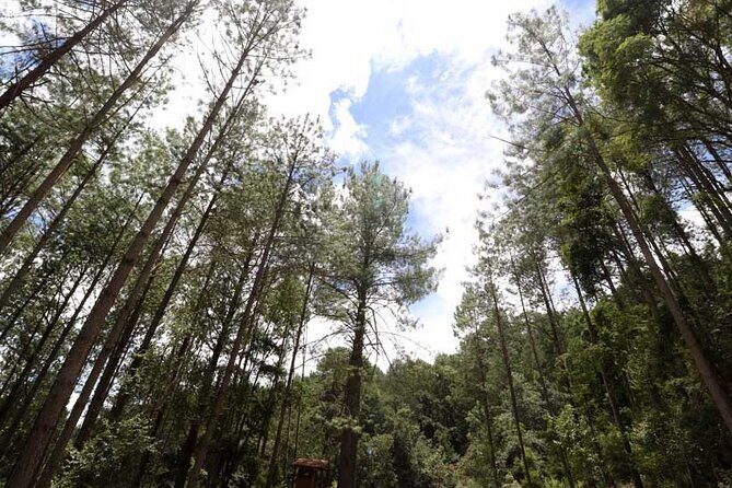 Tour of the Sierra Juárez, Ixtlán, Guelatao and Capulálpam - FAQ