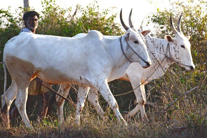 Tour of the Villages of Varanasi (Guided Sightseeing Tour by Car) - A Deep Dive into the Village Tour Experience