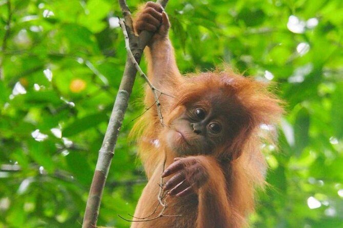 TOUR PACKAGE (jungle trekking, taxi, Room) 4 DAYS 3 NIGHTS in BUKIT LAWANG - The Details: What to Expect on This Tour