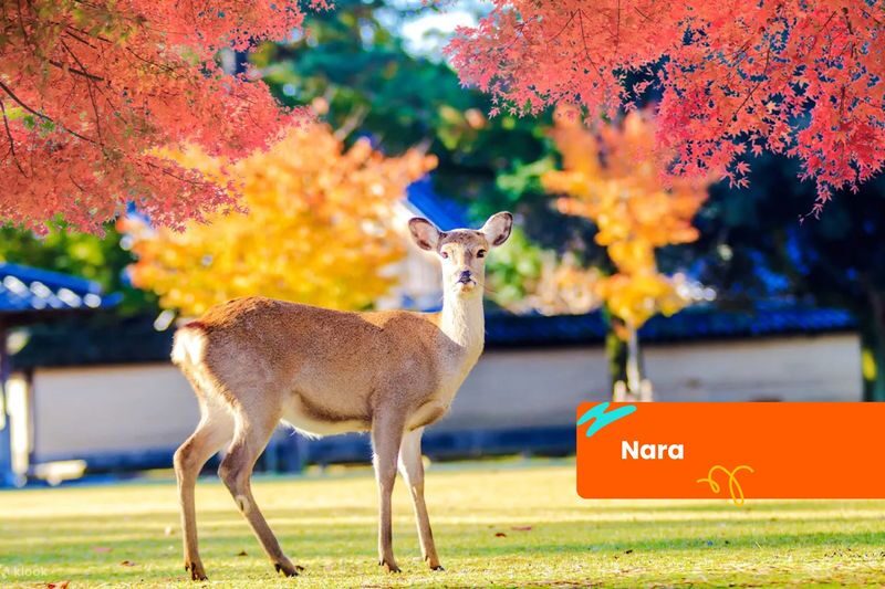 Tour Pass for Mount Fuji, Kamakura, Kyoto, Nara and Shirakawago - What the price buys, and what it does not