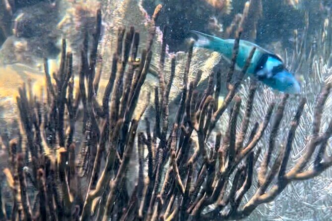 Tour Privado en Barco en Puerto Morelos con Almuerzo Incluido - Key Points