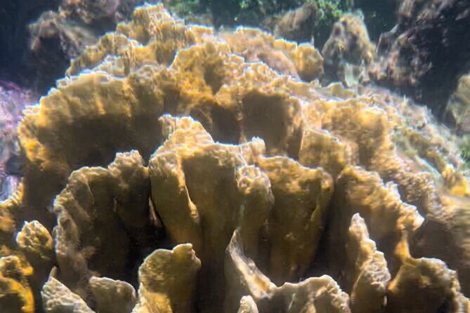 Tour Privado en Barco en Puerto Morelos con Almuerzo Incluido - FAQ