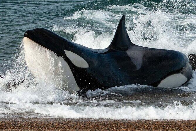 Tour Privado para Cruceros por la Península Valdés - An In-Depth Look at the Península Valdés Tour