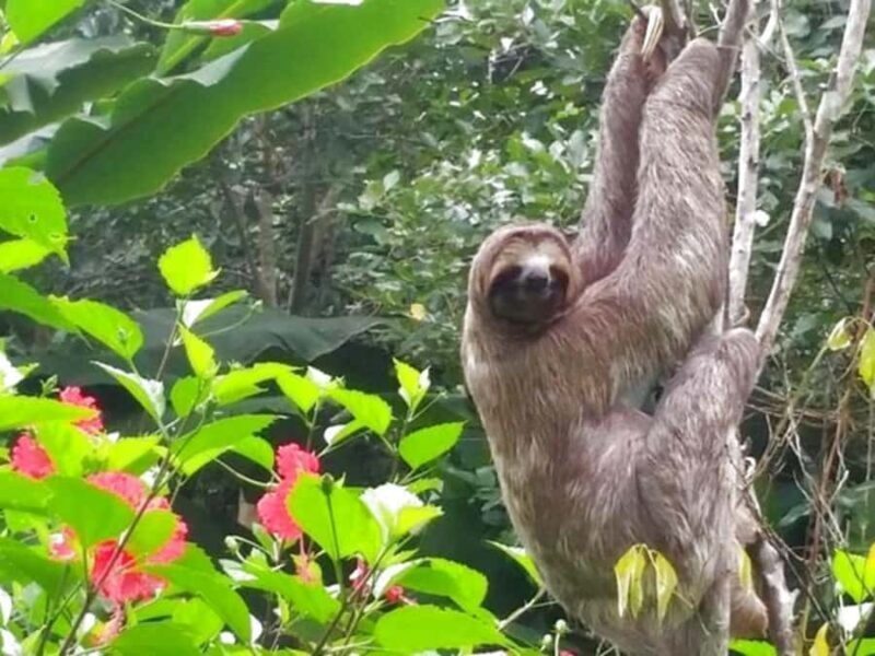 Tour Quistococha lagoon - Final Thoughts: Is Quistococha Lagoon Worth It?