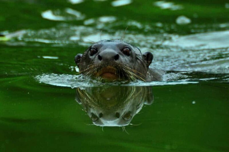 Tour Tambopata sandoval lake 2 days 1 night - FAQ