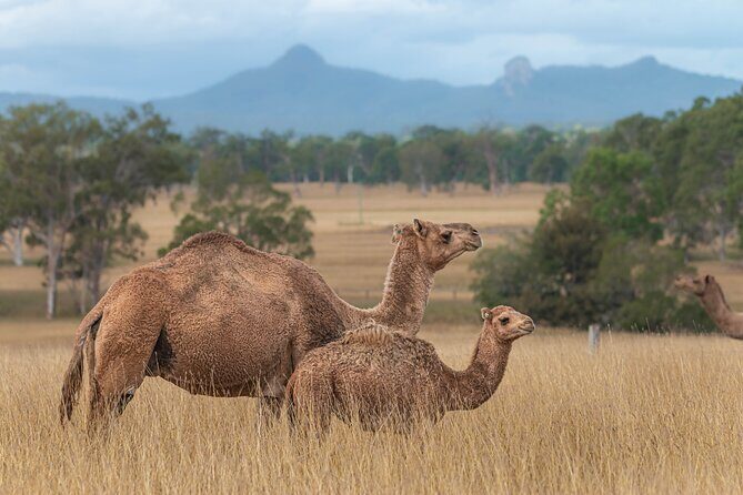 Tour, Taste & Camel Encounter - Summary