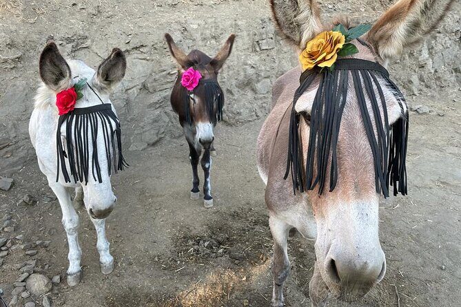 Tour the Sanctuary and Walk with the Donkeys and Share their Love - Who Will Love This Tour?