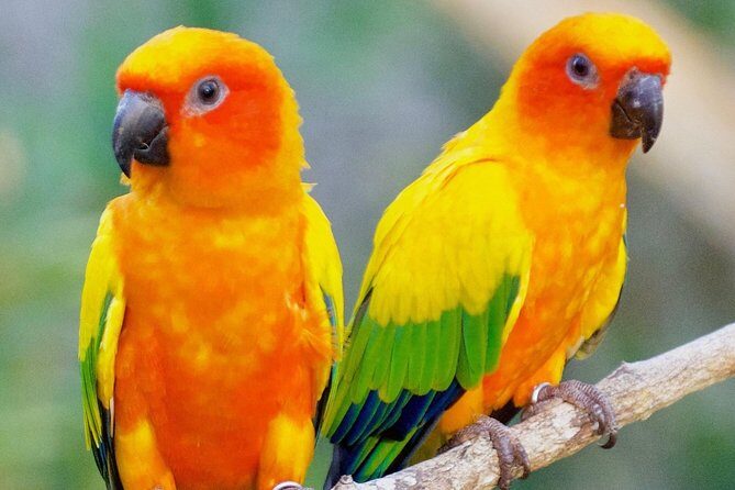 Tour to and from the AVIARY - Key Points