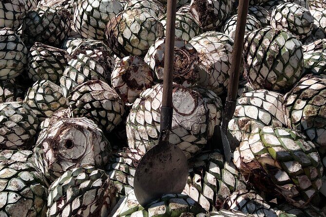 Tour to artisan tequileras (private tour) - Who Would Enjoy This Tour?