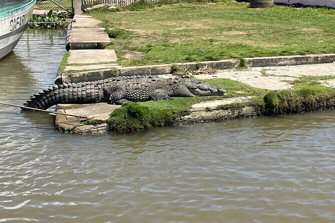 Tour to Black River and YS Falls - Experience the Best of Jamaica in a Day: Black River and YS Falls Tour