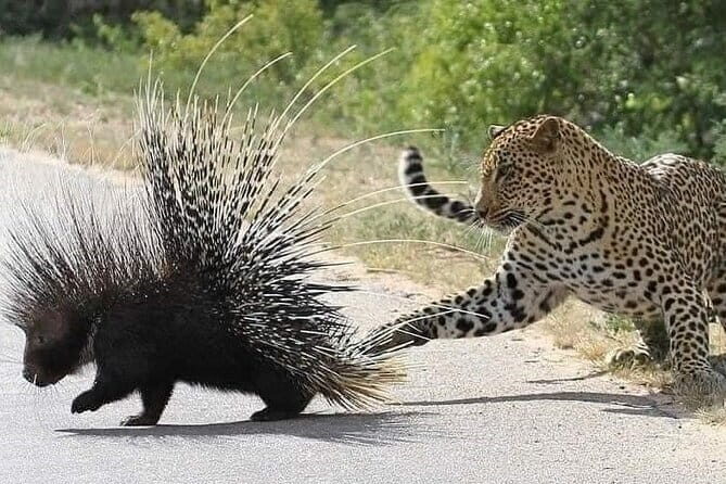 Tour to Dambulla Cave, Sigiriya and Pidurangala Rock from Kandy - Frequently Asked Questions