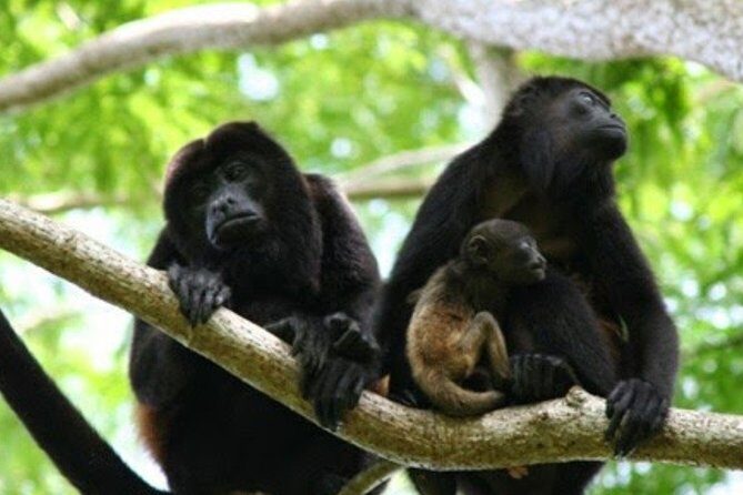 Tour to Dzibanche and Kohunlich with Transportation and 3 Course Meal Included - An In-Depth Look at the Experience