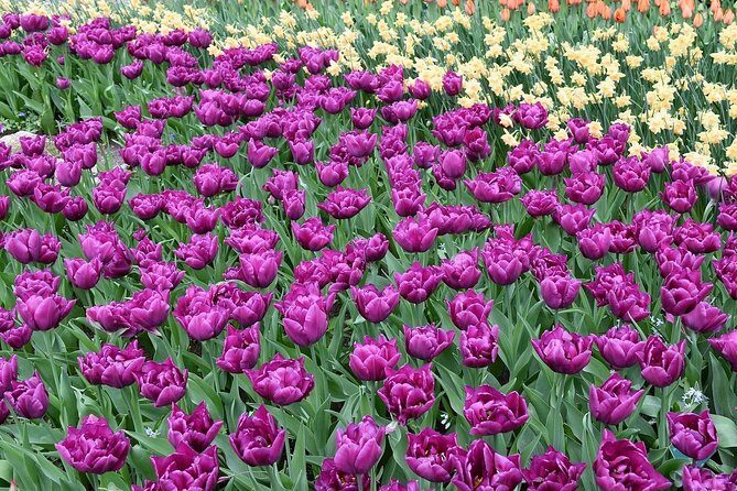 Tour to Giethoorn and Keukenhof Tulip Fields from Amsterdam - Final Thoughts