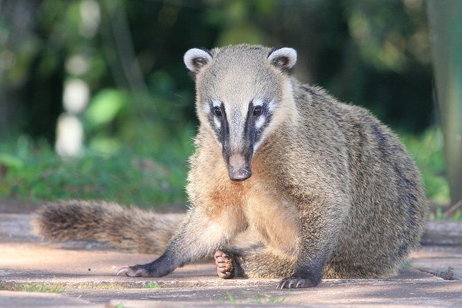 Tour to Iguazu Falls Brazil with visit at the Bird Park - The Sum Up