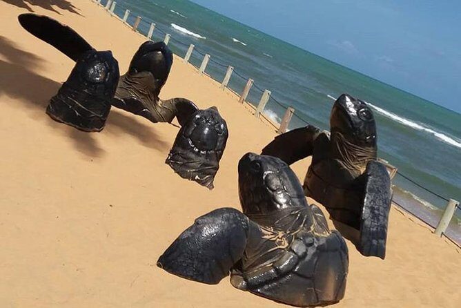 Tour to Praia do Forte and Guarajuba - Who Is This Tour For?