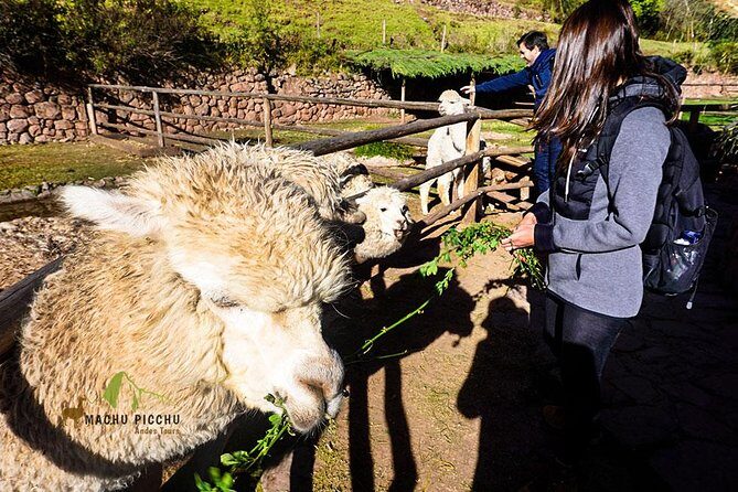 Tour to Sacred Valley: Tour Pisaq, Ollantaytambo, and Chinchero. - Key Points