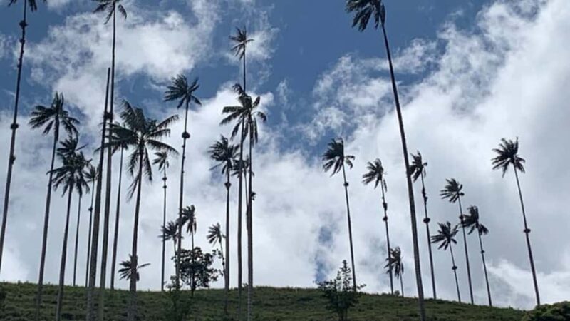 Tour to Salento and Cocora Valley from Pereira or Armenia - Key Points