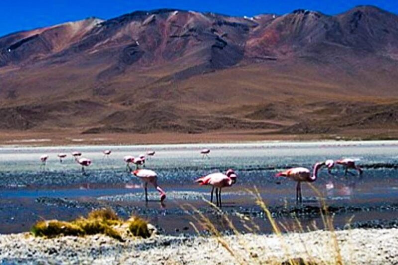 Tour to the Salinas Lagoon and National Reserve in Arequipa - The Sum Up