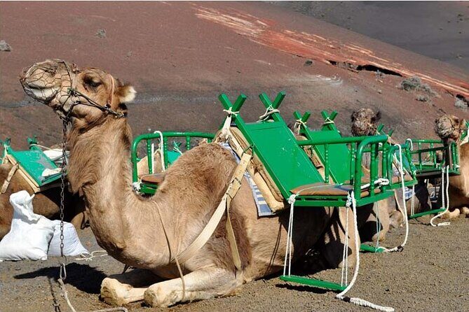 Tour to Timanfaya, Jameos del Agua, Cueva de los Verdes and viewpoint from the cliff - FAQ