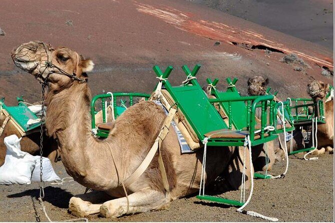 Tour to Timanfaya, La Geria and La Laguna Verde - Who Should Take This Tour?