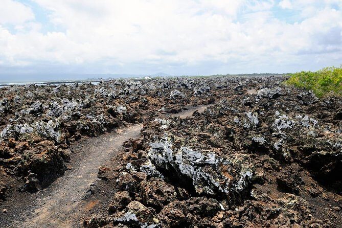 Tour to Tintoreras Bay from Isabela Island - Key Points