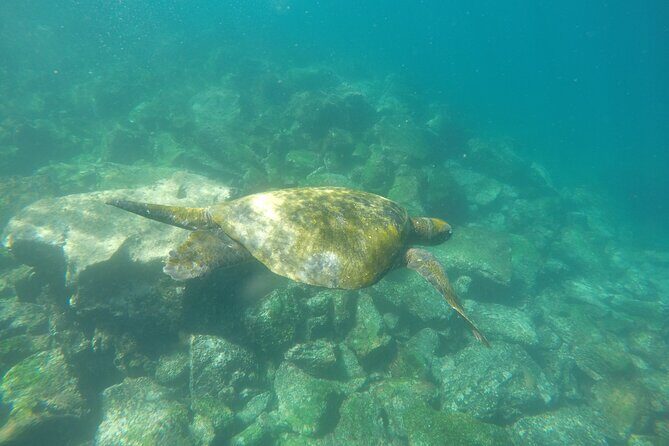 Tour to Tuneles & Cabo Rosa (Isabela Island) - Final Thoughts