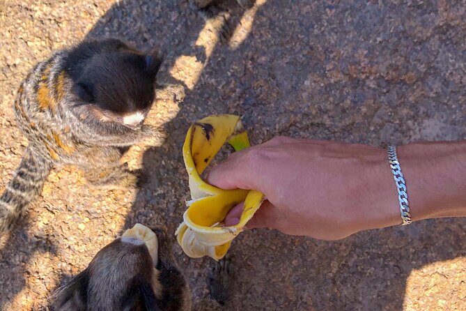 Tour Trail Praia da Gravatá with Picnic in Florianópolis - Who Should Consider This Tour?