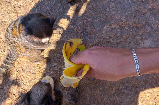 Tour Trail Praia da Gravatá with Picnic in Florianópolis - FAQs