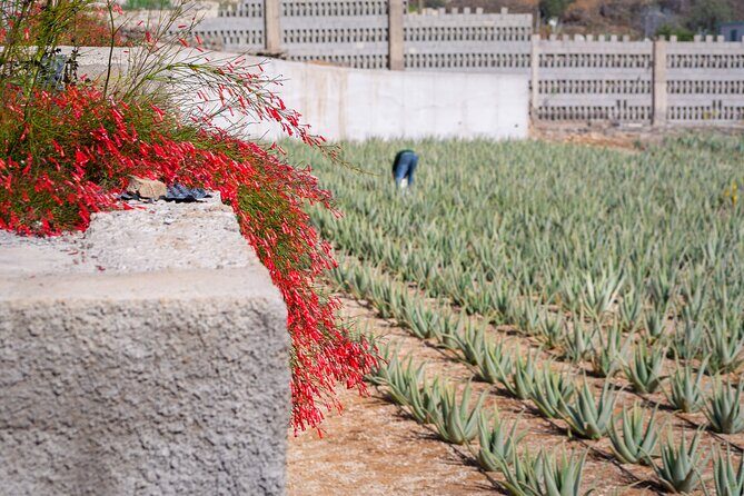 Tour Visiting banana plantation and winery in Tenerife - Key Points