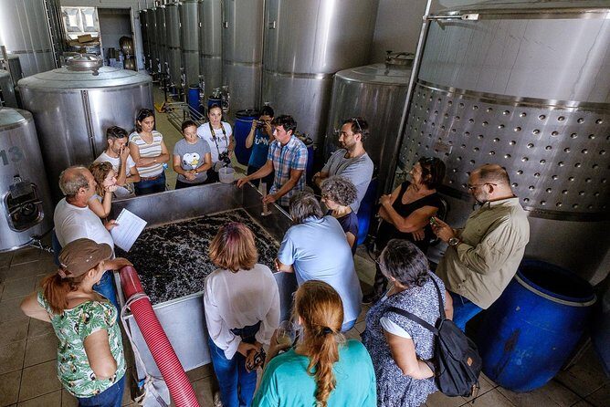 Tour & Wine tasting - Authentic Algarve Flavours by Quinta da Tôr - Key Points