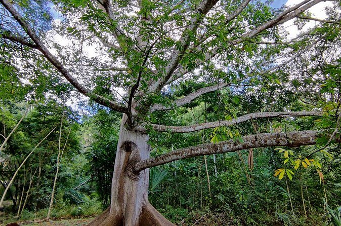 Tour with entrance to Ek Balam Cenote and Valladolid from Cancun - Practical Details and Tips