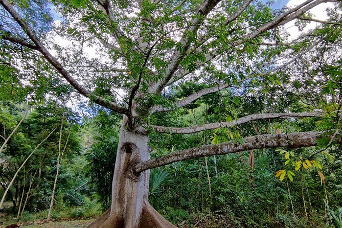 Tour with entrance to Ek Balam Cenote and Valladolid from Cancun - The Sum Up: Is This Tour Right for You?
