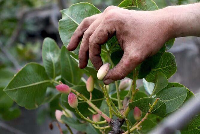 tour with tasting in the Bronte pistachio plantations - A Guided Journey into the World of Bronte Pistachios in Sicily