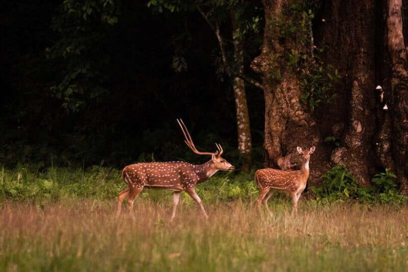 Tower Night Stay & Excursing through Chitwan National Park - A Close Look at the Chitwan Jungle Experience