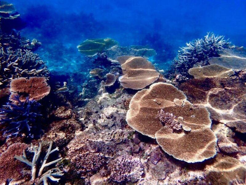 Townsville & Magnetic Island: MOUA & Great Barrier Reef Trip - Final Thoughts