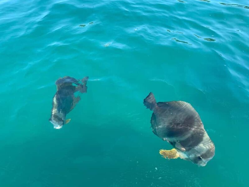 Townsville: Magnetic Island Snorkeling by Jet Ski - A Closer Look at the Magnetic Island Snorkeling by Jet Ski Tour