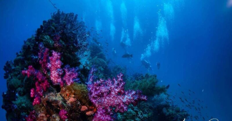 Townsville or Magnetic Island: Yongala Wreck Dive Day Trip - Townsville or Magnetic Island: Yongala Wreck Dive Day Trip – A Detailed Review